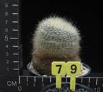 Brasilicactus haselbergii