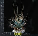 Leuchtenbergia prinzipis