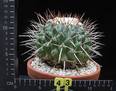 Thelocactus lophothele