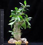 Pachypodium saundersii