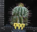 Euphorbia horrida v. striata