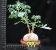 Jatropha berlandieri