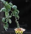 Adenia glauca
