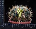 Ferocactus latispinus v. flavispinus