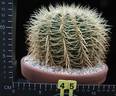 Echinocactus grusonii