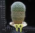 Mammillaria sp.
