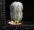 Astrophytum strongylogonum v. quadricostatum