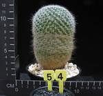 Mammillaria sp.