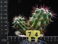 Ferocactus stainesii