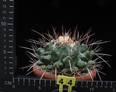 Thelocactus lophothele v. longispinus