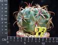 Ferocactus latispinus
