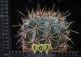 Ferocactus sp.