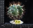 Astrophytum ornatum