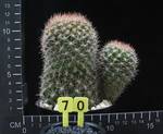 Weingartia erinacea