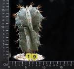 Astrophytum ornatum v. mirbelii