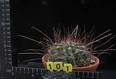 Hamatacactus hamatacanthus