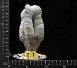 Astrophytum strongylogonum v. quadricostatum