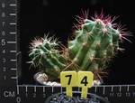 Ferocactus stainesii