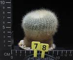 Brasilicactus haselbergii