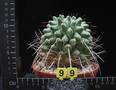 Thelocactus rinconensis