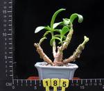 Cotyledon octopus