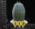 Euphorbia obesa