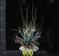 Leuchtenbergia prinzipis