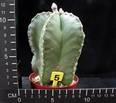 Astrophytum myriostigma v. nudum