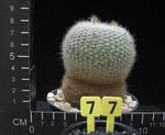 Brasilicactus haselbergii