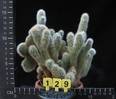 Cleistocactus strausii v. monstruosus