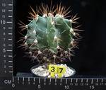 Astrophytum ornatum