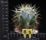 Ferocactus histrix
