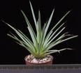 Agave stricta v. echinoides