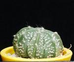 Astrophytum asteriasxmyriostigma