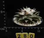 Ariocarpus elongatus