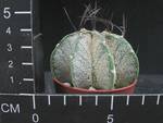 Astrophytum capricorne v niveum