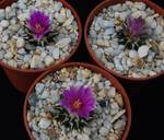Ariocarpus kotschoubeyanus