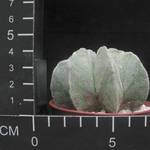 Astrophytum myriostigma