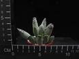 Adromischus festivus