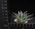 Aloe descoingsii