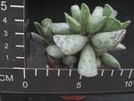 Adromischus trigynus