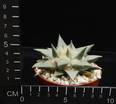 Ariocarpus retusus retusus