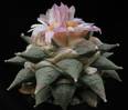 Ariocarpus retusus