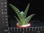 Aloe variegata