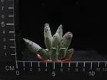 Adromischus festivus