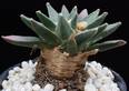 Ariocarpus elongatus