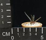 Ariocarpus agavoides