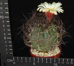 Astrophytum se nile Viesca