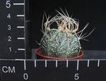 Astrophytum crassispinoides