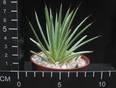 Agave echinoides